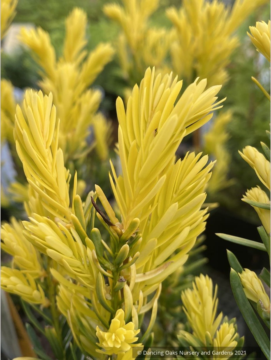 Taxus cuspidata 'Rezek's Gold', Japanese Yew