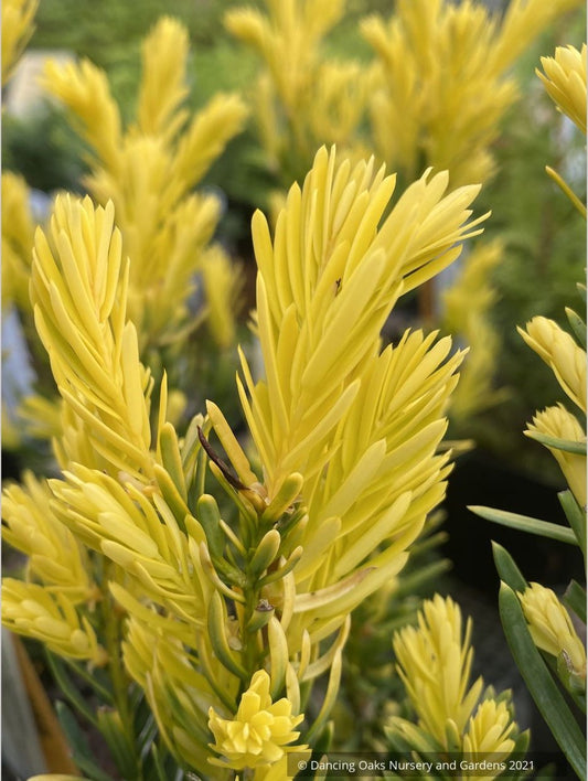 Taxus cuspidata 'Rezek's Gold', Japanese Yew