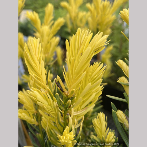 Taxus cuspidata 'Rezek's Gold', Japanese Yew