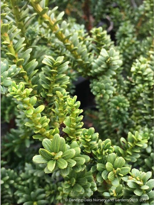 Shrubs ~ Taxus baccata 'Amersfoort', English Yew ~ Dancing Oaks Nursery and Gardens ~ Retail Nursery ~ Mail Order Nursery