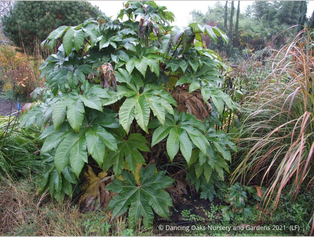 Perennials ~ Tetrapanax papyrifera 'Steroidal Giant', Paper Bush ~ Dancing Oaks Nursery and Gardens ~ Retail Nursery ~ Mail Order Nursery