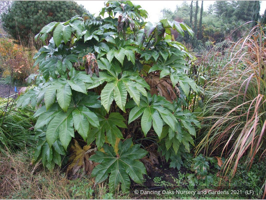 Perennials ~ Tetrapanax papyrifera 'Steroidal Giant', Paper Bush ~ Dancing Oaks Nursery and Gardens ~ Retail Nursery ~ Mail Order Nursery