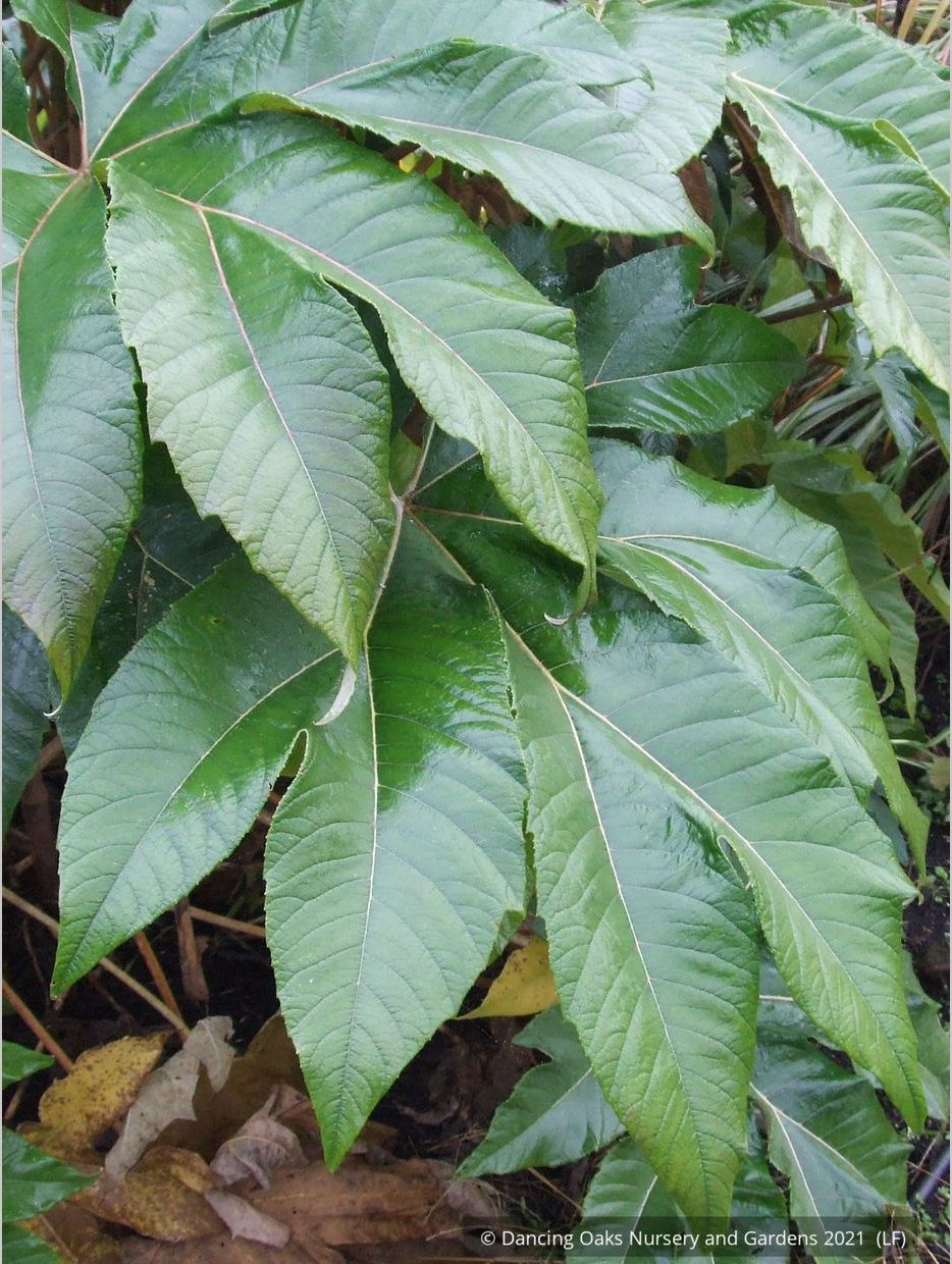 Perennials ~ Tetrapanax papyrifera 'Steroidal Giant', Paper Bush ~ Dancing Oaks Nursery and Gardens ~ Retail Nursery ~ Mail Order Nursery