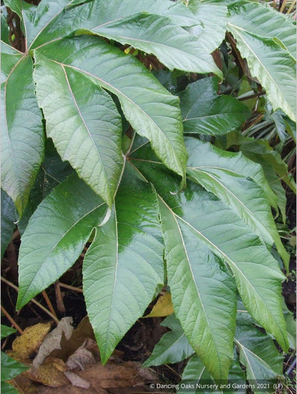 Perennials ~ Tetrapanax papyrifera 'Steroidal Giant', Paper Bush ~ Dancing Oaks Nursery and Gardens ~ Retail Nursery ~ Mail Order Nursery