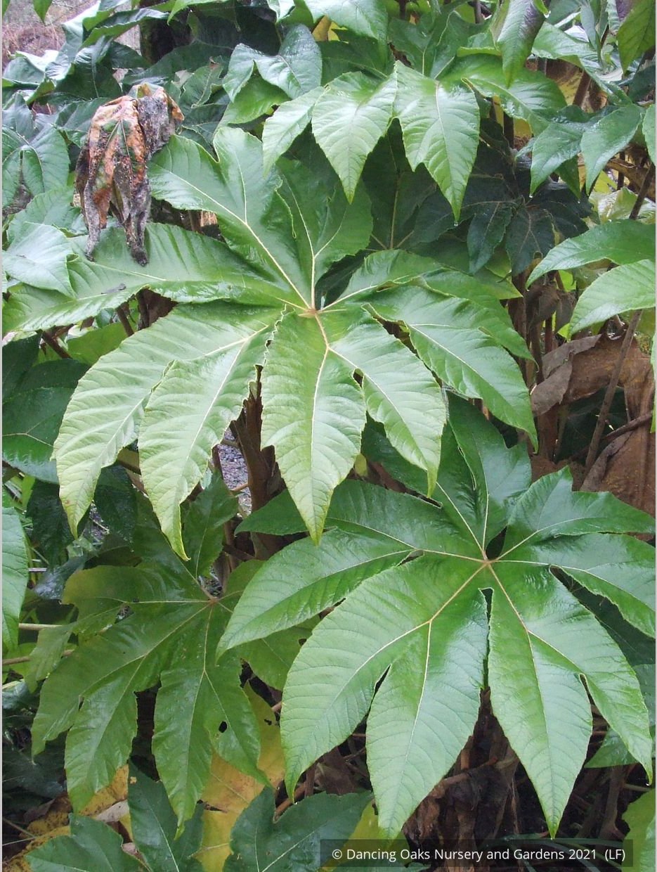Perennials ~ Tetrapanax papyrifera 'Steroidal Giant', Paper Bush ~ Dancing Oaks Nursery and Gardens ~ Retail Nursery ~ Mail Order Nursery