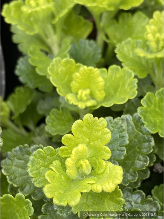 Perennials ~ Teucrium chamaedrys 'Summer Sunshine', Germander ~ Dancing Oaks Nursery and Gardens ~ Retail Nursery ~ Mail Order Nursery