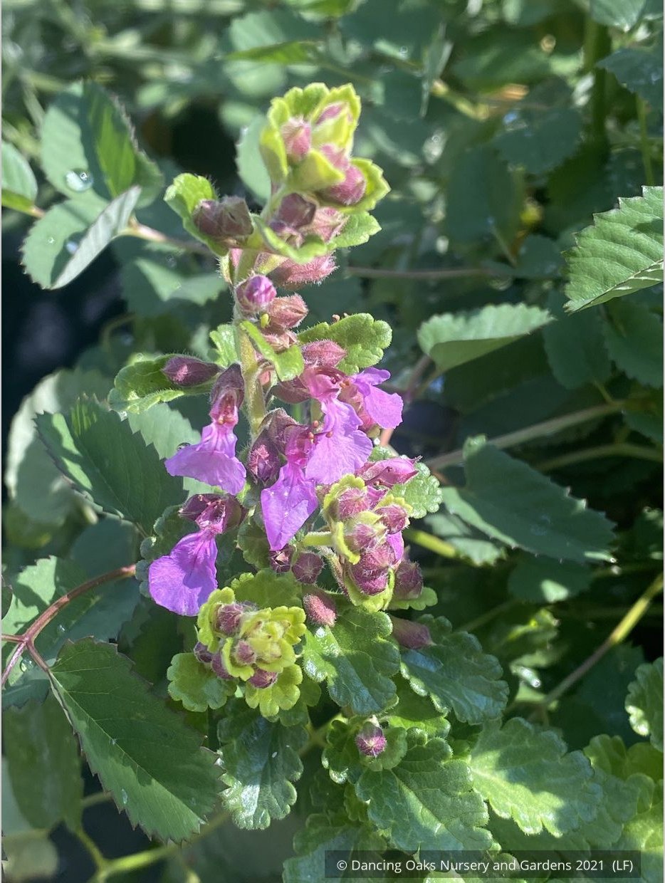 Perennials ~ Teucrium chamaedrys 'Summer Sunshine', Germander ~ Dancing Oaks Nursery and Gardens ~ Retail Nursery ~ Mail Order Nursery