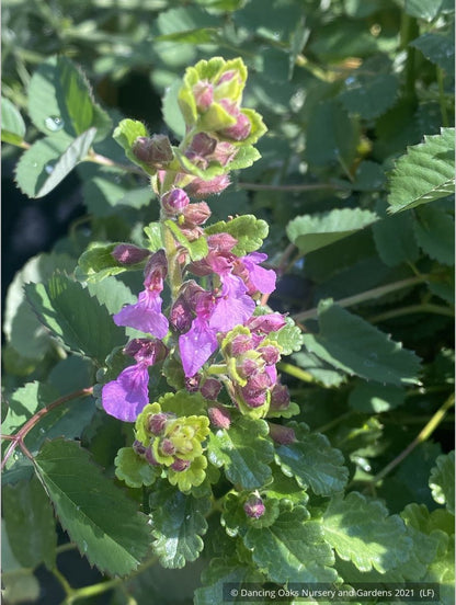 Perennials ~ Teucrium chamaedrys 'Summer Sunshine', Germander ~ Dancing Oaks Nursery and Gardens ~ Retail Nursery ~ Mail Order Nursery
