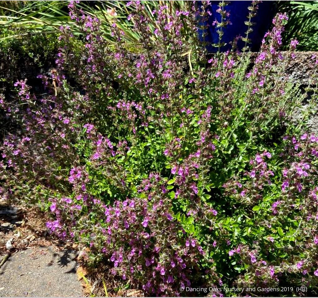 Perennials ~ Teucrium chamaedrys, Wall Germander ~ Dancing Oaks Nursery and Gardens ~ Retail Nursery ~ Mail Order Nursery