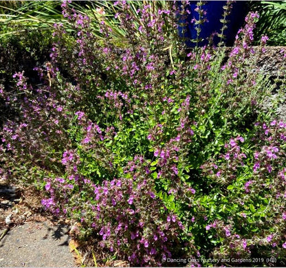 Perennials ~ Teucrium chamaedrys, Wall Germander ~ Dancing Oaks Nursery and Gardens ~ Retail Nursery ~ Mail Order Nursery