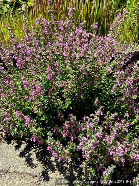 Perennials ~ Teucrium chamaedrys, Wall Germander ~ Dancing Oaks Nursery and Gardens ~ Retail Nursery ~ Mail Order Nursery