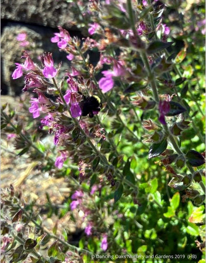 Perennials ~ Teucrium chamaedrys, Wall Germander ~ Dancing Oaks Nursery and Gardens ~ Retail Nursery ~ Mail Order Nursery