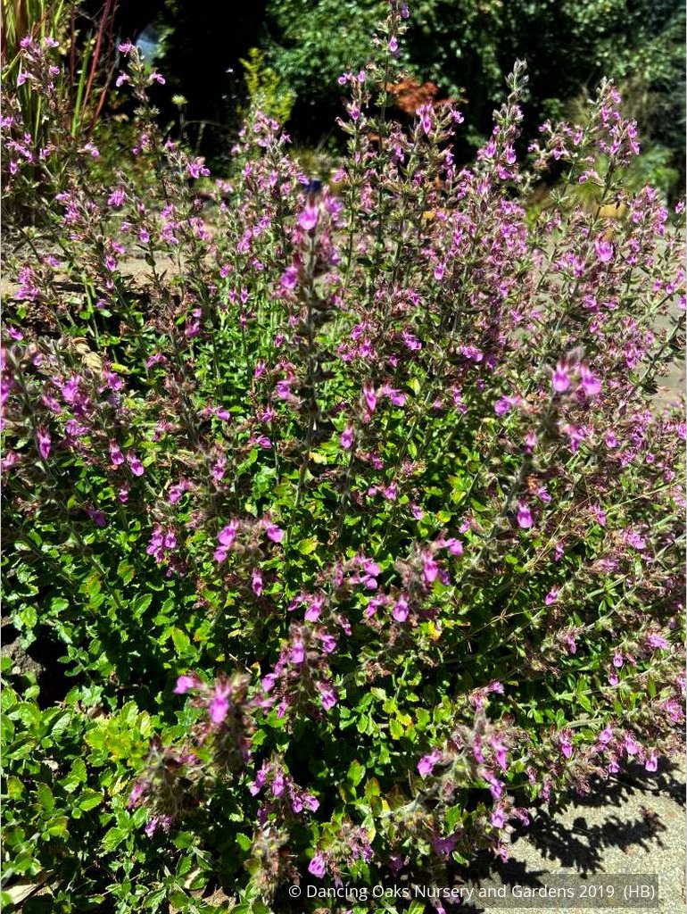 Perennials ~ Teucrium chamaedrys, Wall Germander ~ Dancing Oaks Nursery and Gardens ~ Retail Nursery ~ Mail Order Nursery