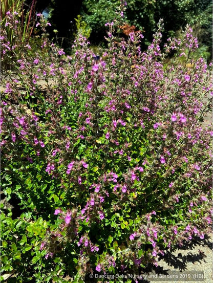 Perennials ~ Teucrium chamaedrys, Wall Germander ~ Dancing Oaks Nursery and Gardens ~ Retail Nursery ~ Mail Order Nursery