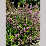 Perennials ~ Teucrium chamaedrys, Wall Germander ~ Dancing Oaks Nursery and Gardens ~ Retail Nursery ~ Mail Order Nursery