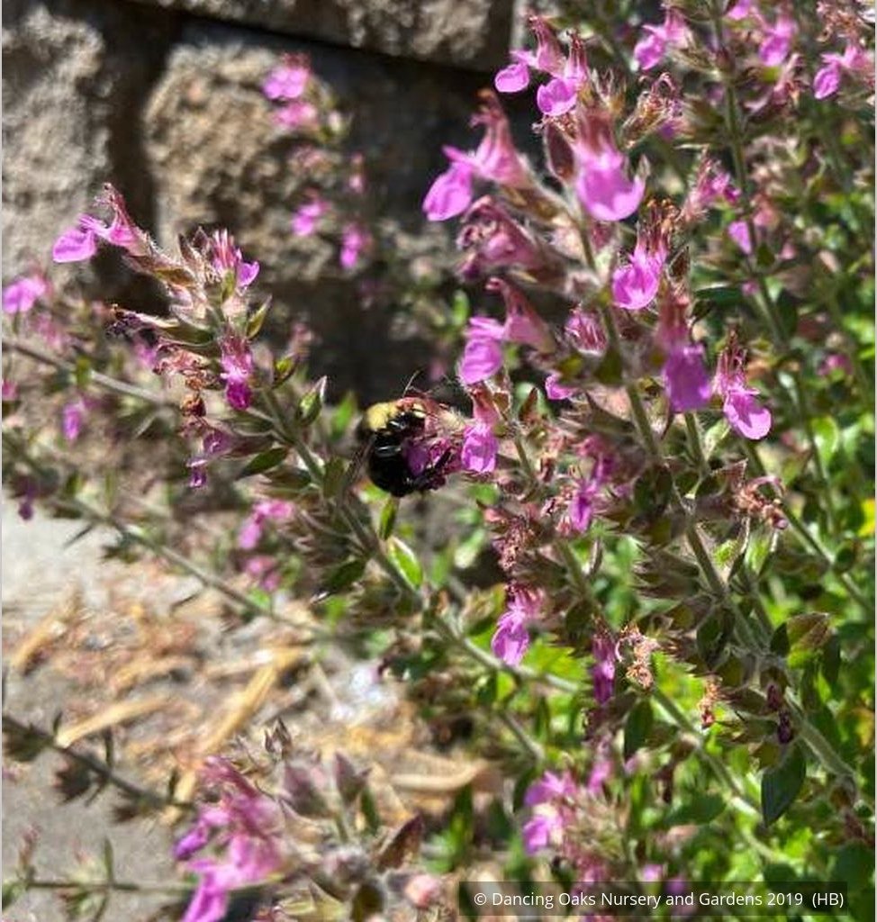 Perennials ~ Teucrium chamaedrys, Wall Germander ~ Dancing Oaks Nursery and Gardens ~ Retail Nursery ~ Mail Order Nursery