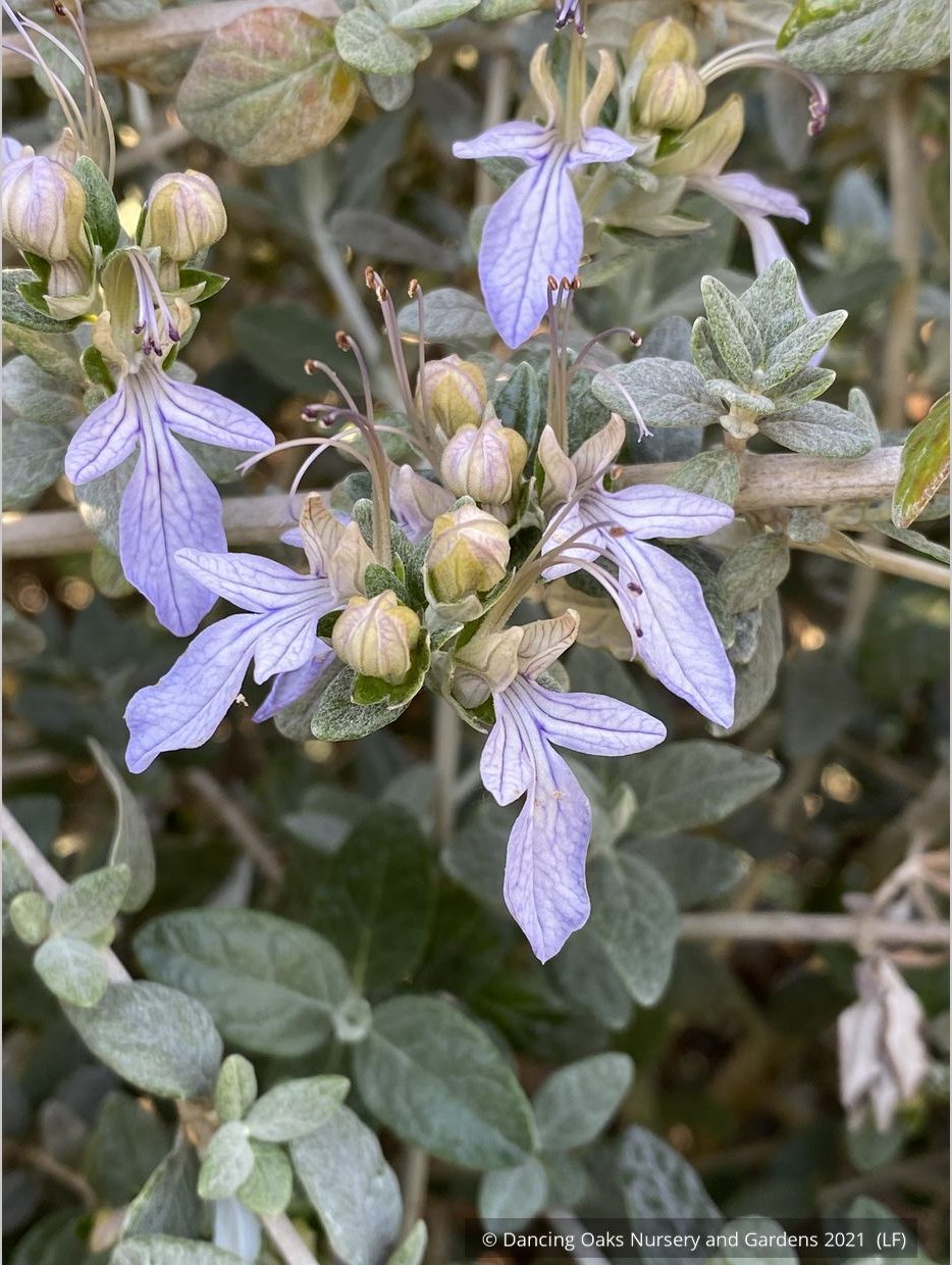 Shrubs ~ Teucrium fruticans, Silver Germander ~ Dancing Oaks Nursery and Gardens ~ Retail Nursery ~ Mail Order Nursery