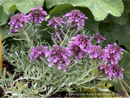 Perennials ~ Teucrium aroanium, Gray Creeping Germander ~ Dancing Oaks Nursery and Gardens ~ Retail Nursery ~ Mail Order Nursery