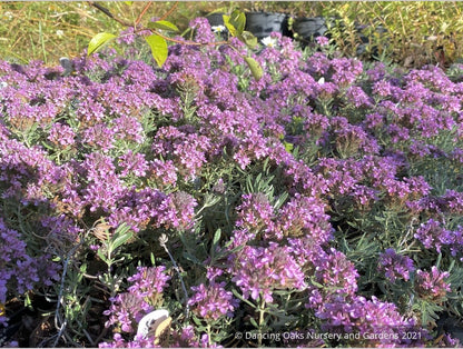 Perennials ~ Teucrium aroanium, Gray Creeping Germander ~ Dancing Oaks Nursery and Gardens ~ Retail Nursery ~ Mail Order Nursery