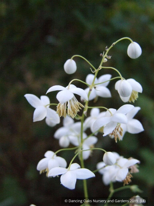 Perennials ~ Thalictrum delavayi - white seedlings, Meadow Rue ~ Dancing Oaks Nursery and Gardens ~ Retail Nursery ~ Mail Order Nursery