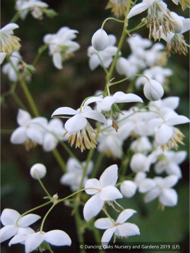Perennials ~ Thalictrum delavayi - white seedlings, Meadow Rue ~ Dancing Oaks Nursery and Gardens ~ Retail Nursery ~ Mail Order Nursery