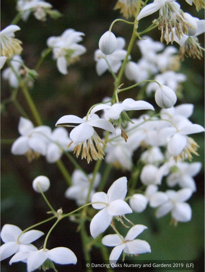 Perennials ~ Thalictrum delavayi - white seedlings, Meadow Rue ~ Dancing Oaks Nursery and Gardens ~ Retail Nursery ~ Mail Order Nursery