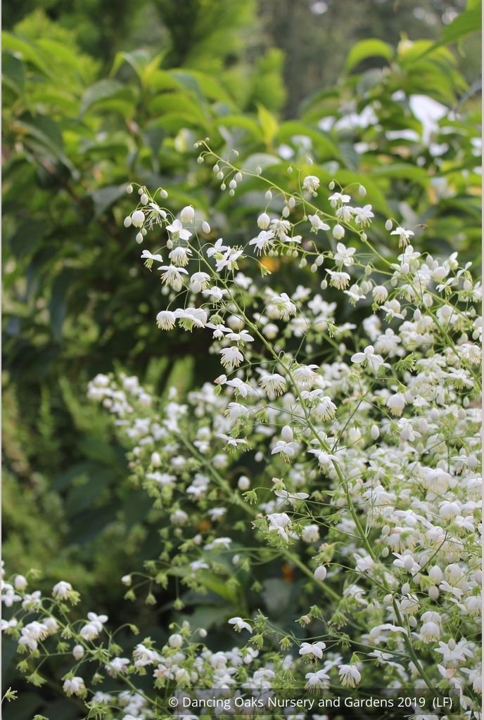 Perennials ~ Thalictrum delavayi - white seedlings, Meadow Rue ~ Dancing Oaks Nursery and Gardens ~ Retail Nursery ~ Mail Order Nursery