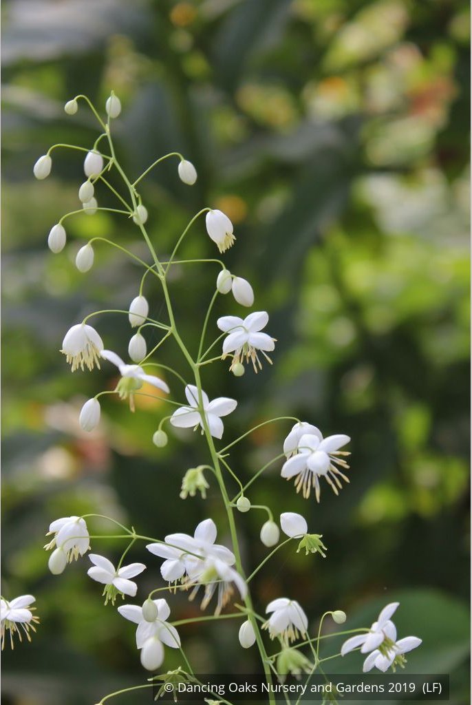 Perennials ~ Thalictrum delavayi - white seedlings, Meadow Rue ~ Dancing Oaks Nursery and Gardens ~ Retail Nursery ~ Mail Order Nursery