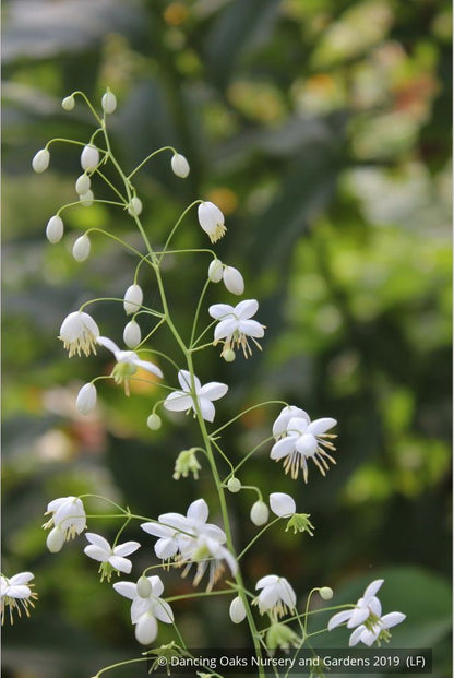 Perennials ~ Thalictrum delavayi - white seedlings, Meadow Rue ~ Dancing Oaks Nursery and Gardens ~ Retail Nursery ~ Mail Order Nursery