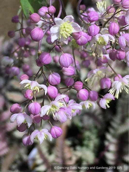 Perennials ~ Thalictrum 'Elin', Meadow Rue ~ Dancing Oaks Nursery and Gardens ~ Retail Nursery ~ Mail Order Nursery