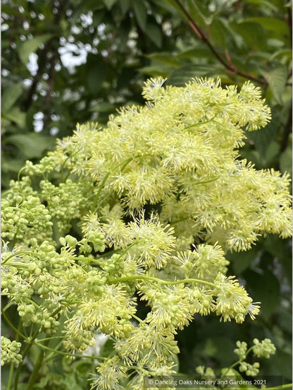 Thalictrum lucidum, Shining Meadow Rue