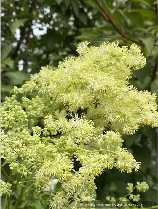 Thalictrum lucidum, Shining Meadow Rue