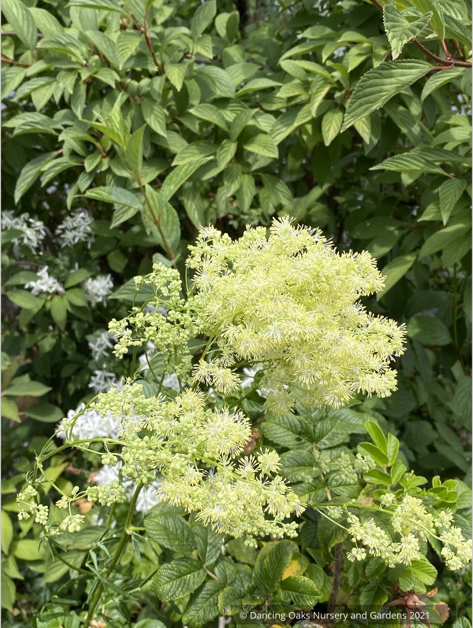 Thalictrum lucidum, Shining Meadow Rue
