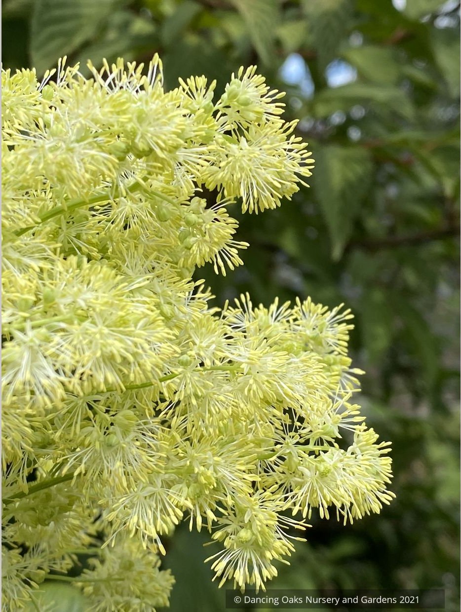 Thalictrum lucidum, Shining Meadow Rue