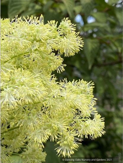 Thalictrum lucidum, Shining Meadow Rue