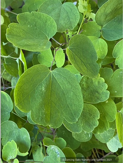 Thalictrum rochebruneanum var grandisepalum, Meadow Rue