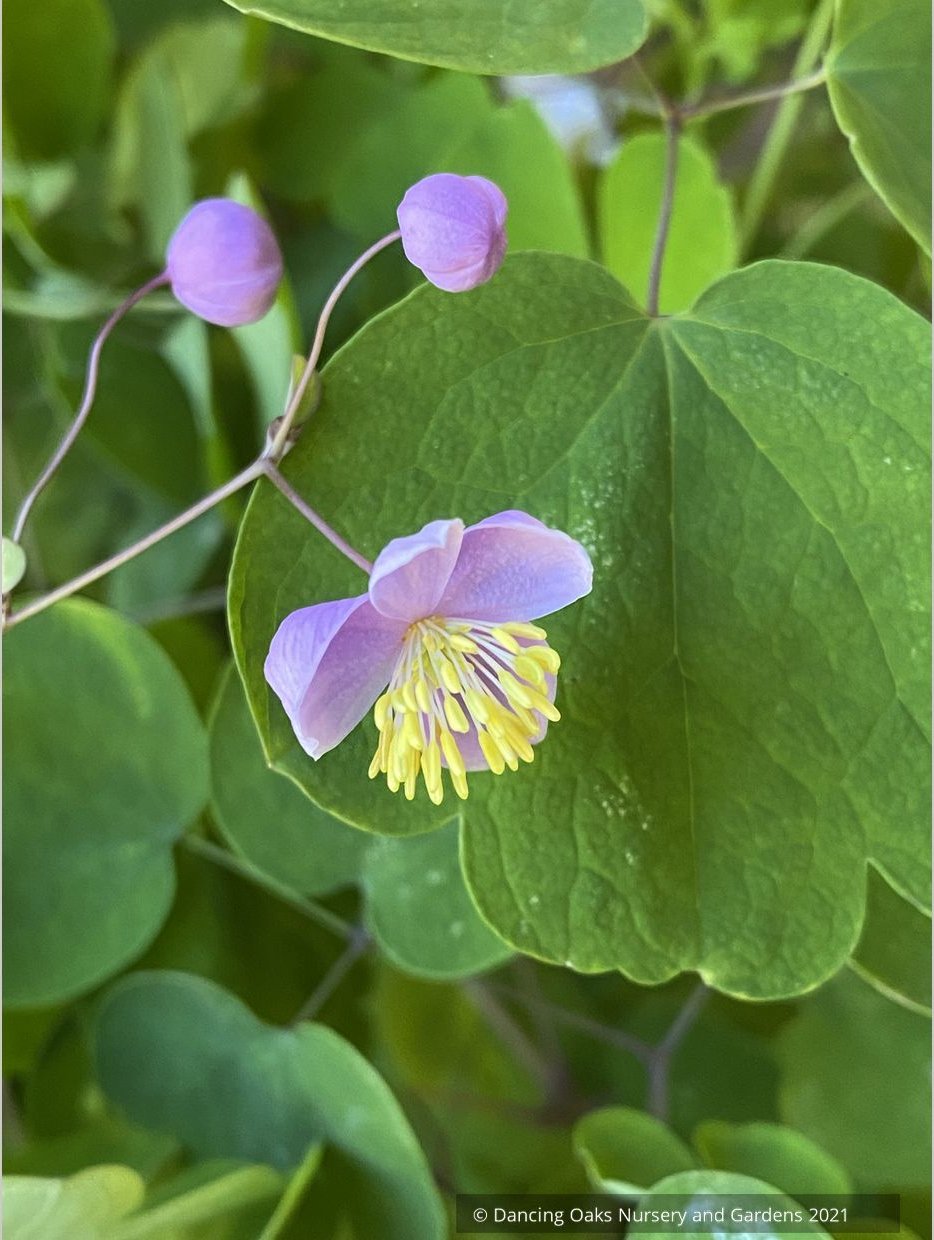 Thalictrum rochebruneanum var grandisepalum, Meadow Rue