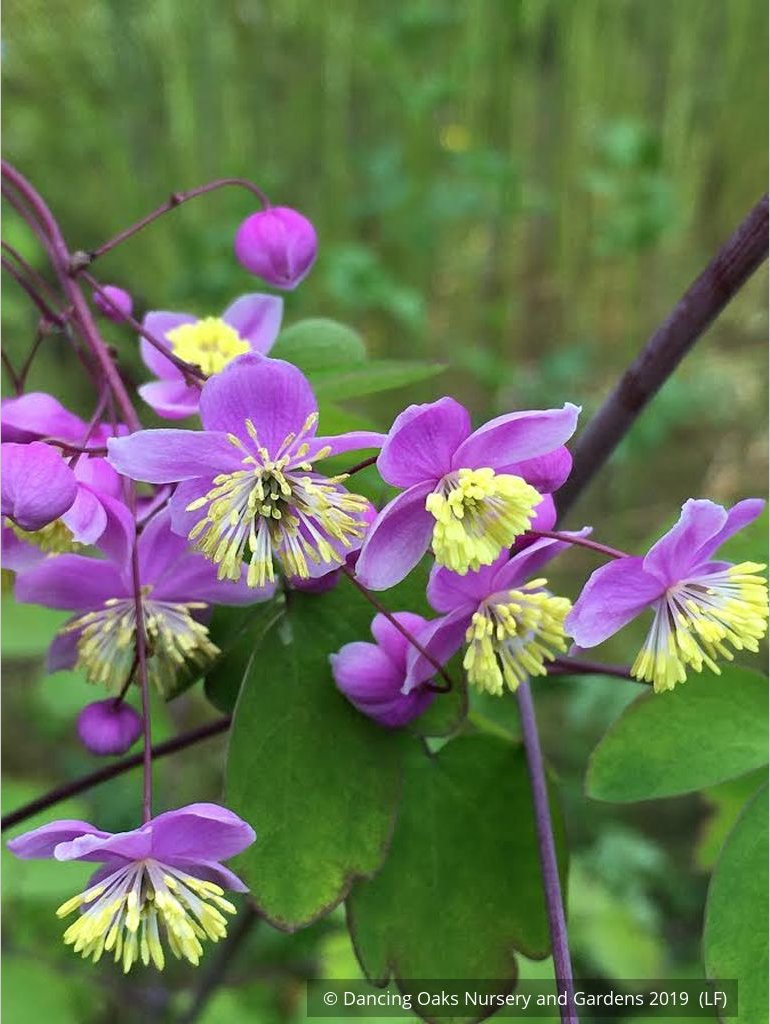 Perennials ~ Thalictrum rochebruneanum, Meadow Rue ~ Dancing Oaks Nursery and Gardens ~ Retail Nursery ~ Mail Order Nursery