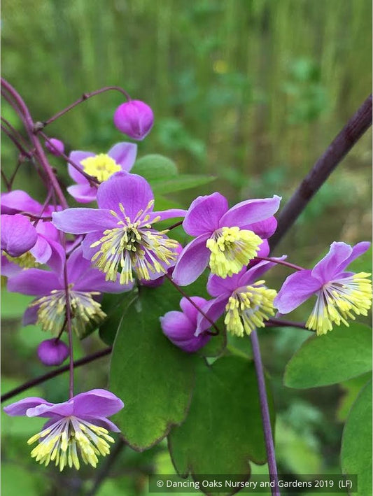 Perennials ~ Thalictrum rochebruneanum, Meadow Rue ~ Dancing Oaks Nursery and Gardens ~ Retail Nursery ~ Mail Order Nursery