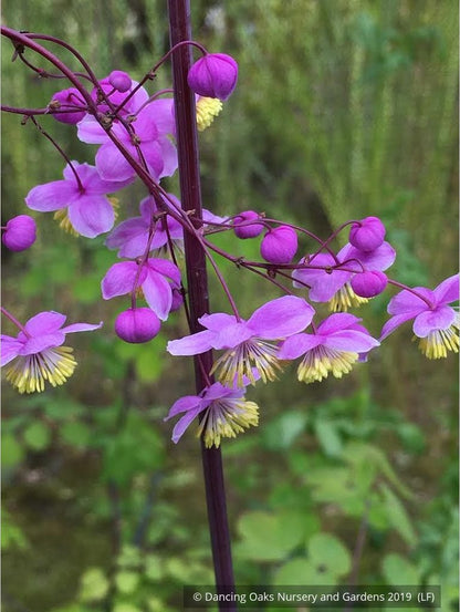 Perennials ~ Thalictrum rochebruneanum, Meadow Rue ~ Dancing Oaks Nursery and Gardens ~ Retail Nursery ~ Mail Order Nursery