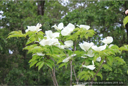Trees ~ Cornus x Venus®, Venus Dogwood ~ Dancing Oaks Nursery and Gardens ~ Retail Nursery ~ Mail Order Nursery