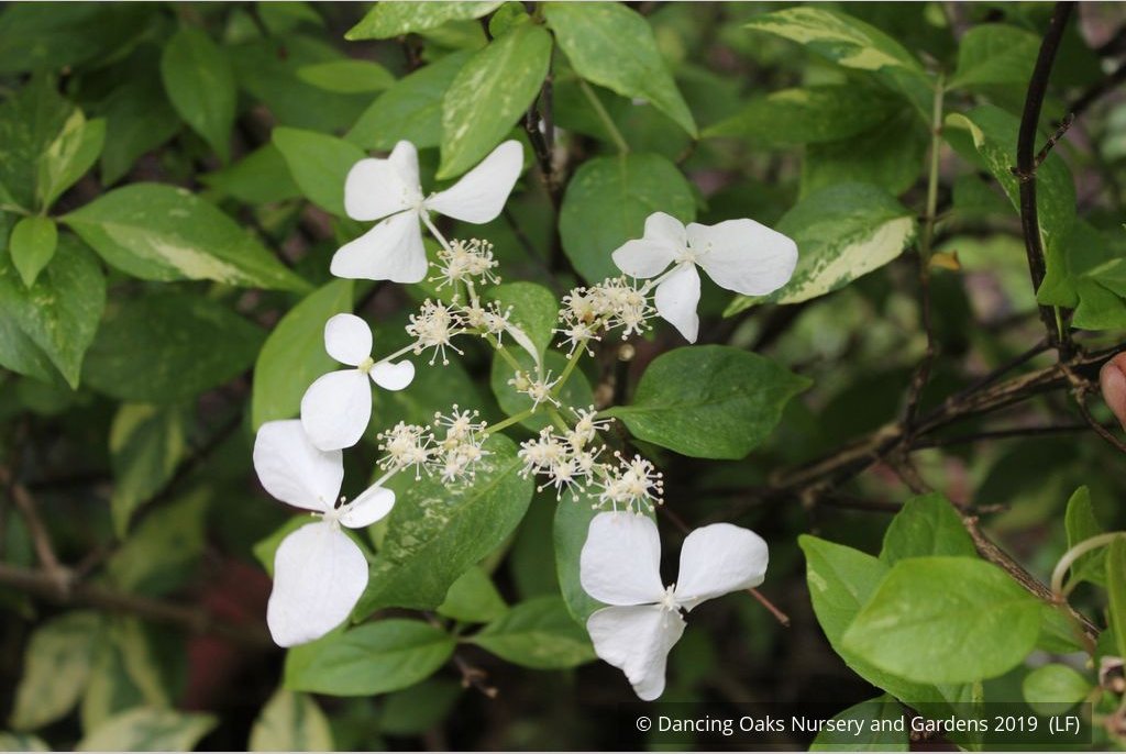 Shrubs ~ Hydrangea scandens 'Fragrant Splash', Hydrangea ~ Dancing Oaks Nursery and Gardens ~ Retail Nursery ~ Mail Order Nursery