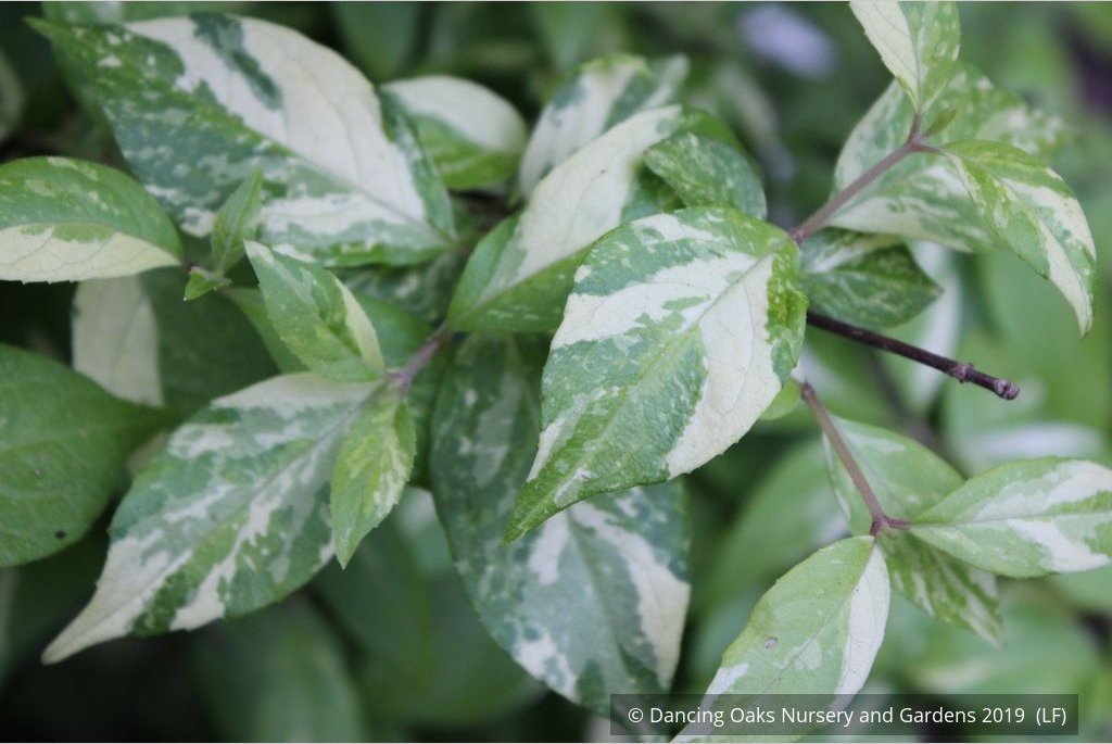 Shrubs ~ Hydrangea scandens 'Fragrant Splash', Hydrangea ~ Dancing Oaks Nursery and Gardens ~ Retail Nursery ~ Mail Order Nursery