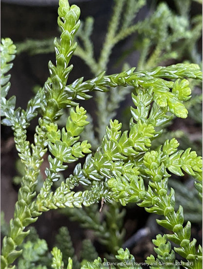 Trees ~ Thujopsis dolobrata, Elkhorn Cypress or Hiba Arborvitae ~ Dancing Oaks Nursery and Gardens ~ Retail Nursery ~ Mail Order Nursery