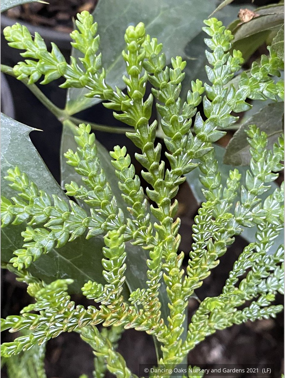 Trees ~ Thujopsis dolobrata, Elkhorn Cypress or Hiba Arborvitae ~ Dancing Oaks Nursery and Gardens ~ Retail Nursery ~ Mail Order Nursery
