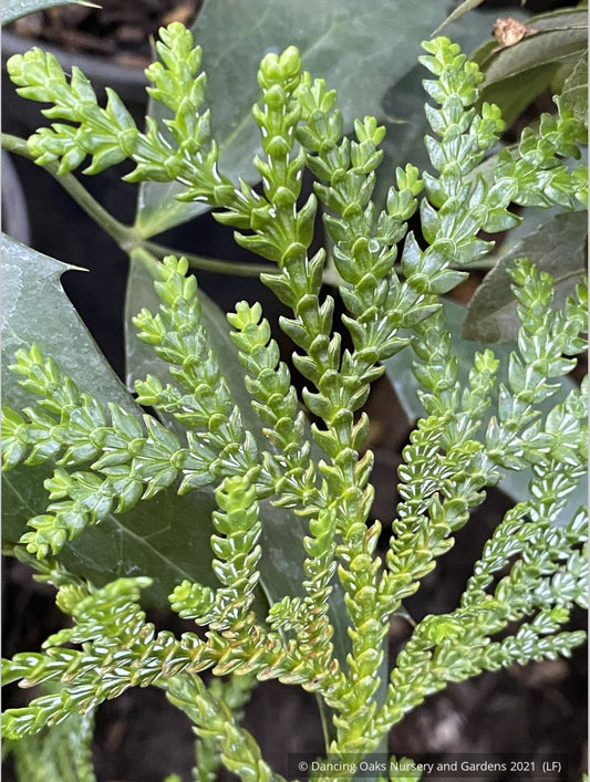 Trees ~ Thujopsis dolobrata, Elkhorn Cypress or Hiba Arborvitae ~ Dancing Oaks Nursery and Gardens ~ Retail Nursery ~ Mail Order Nursery