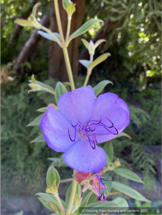 Shrubs ~ Tibouchina organensis 'Blue Moon', Glory bush ~ Dancing Oaks Nursery and Gardens ~ Retail Nursery ~ Mail Order Nursery