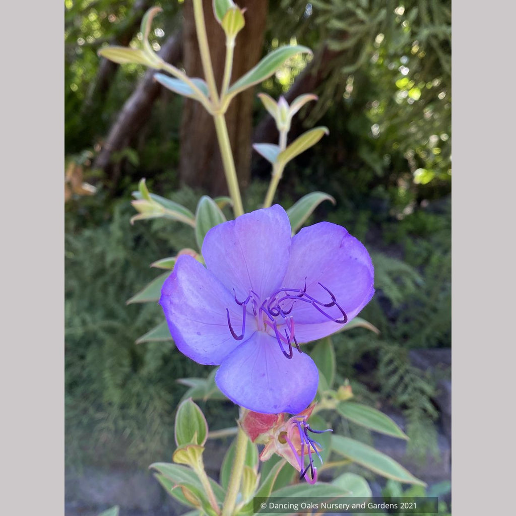 Tibouchina organensis ‘Blue Moon’, Glory bush – Dancing Oaks Nursery