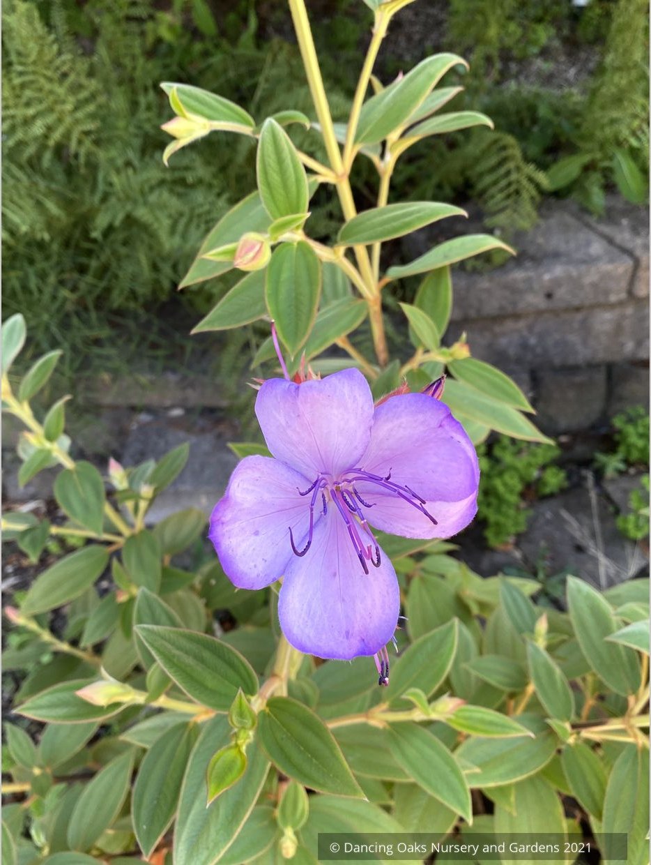 Shrubs ~ Tibouchina organensis 'Blue Moon', Glory bush ~ Dancing Oaks Nursery and Gardens ~ Retail Nursery ~ Mail Order Nursery
