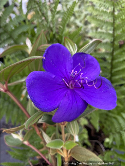 Shrubs ~ Tibouchina urvilleana, Princess Flower ~ Dancing Oaks Nursery and Gardens ~ Retail Nursery ~ Mail Order Nursery